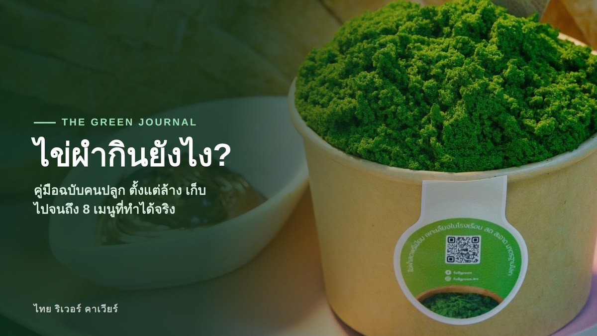 ไข่ผำกินยังไง? คู่มือฉบับคนปลูก ตั้งแต่ล้าง เก็บ ไปจนถึง 8 เมนูที่ทำได้จริง