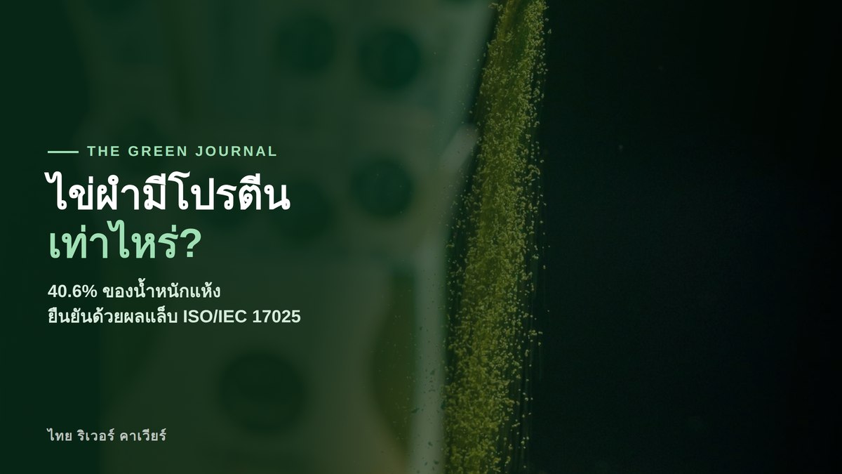 ไข่ผำมีโปรตีนเท่าไหร่? 40.6% ของน้ำหนักแห้ง ยืนยันด้วยผลแล็บ ISO/IEC 17025